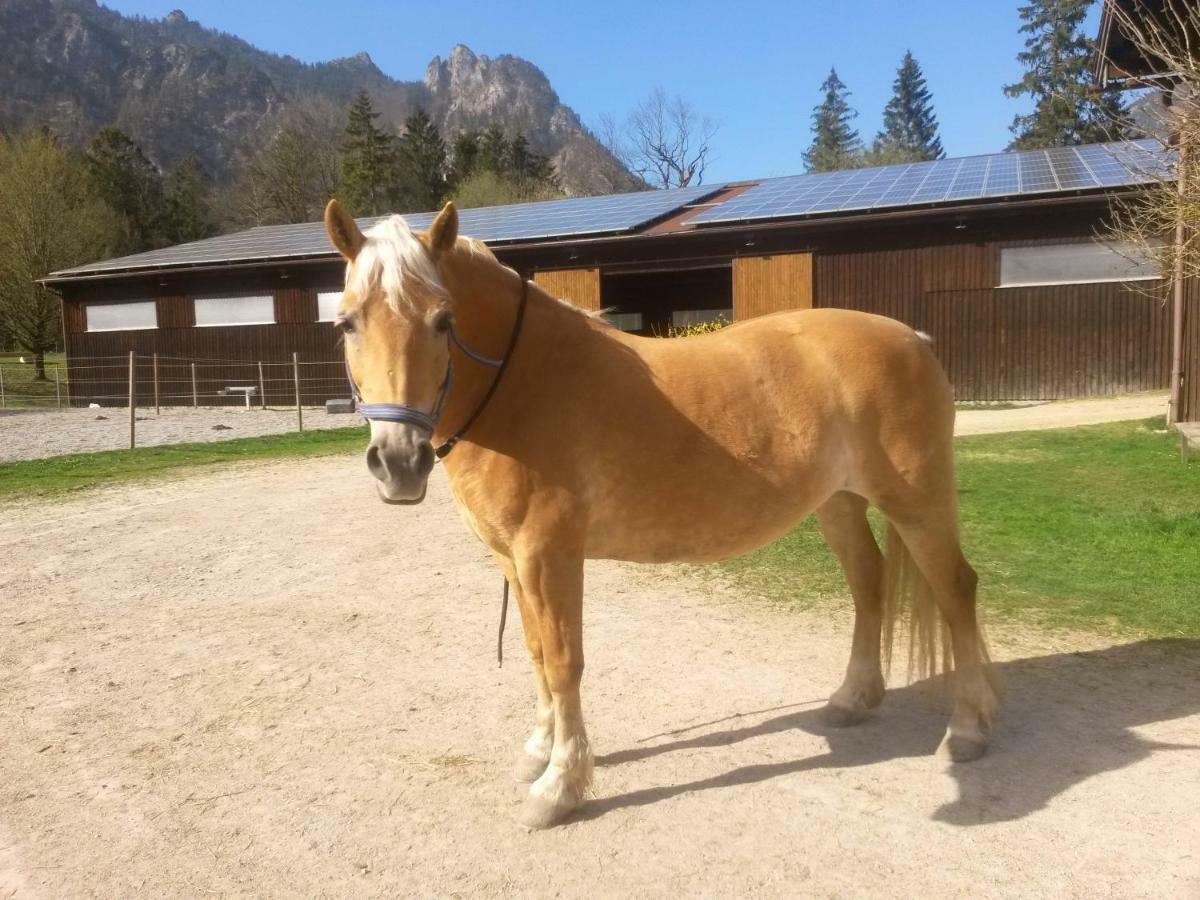Ferienhaus Gestuet Pfaffenlehen Bischofswiesen Bagian luar foto